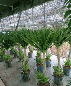 Có thể tỉa chồi phụ để giúp cây phát tài núi phát triển thân chính mạnh mẽ