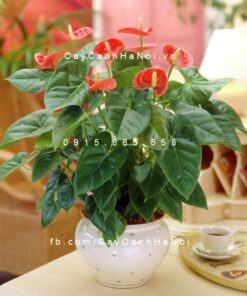 Cây Đại Hồng Môn