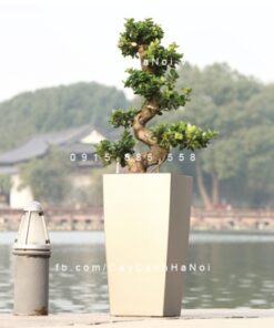 Chậu composite trồng cây cao cấp C3