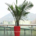 Chậu composite trồng cây cao cấp C5