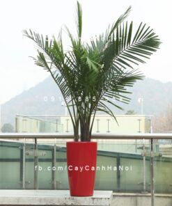 Chậu composite trồng cây cao cấp C5