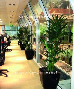 Chậu composite trồng cây cao cấp C6