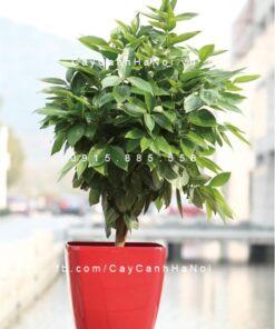 Chậu composite trồng cây cao cấp C7