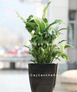 Chậu composite trồng cây cao cấp C8