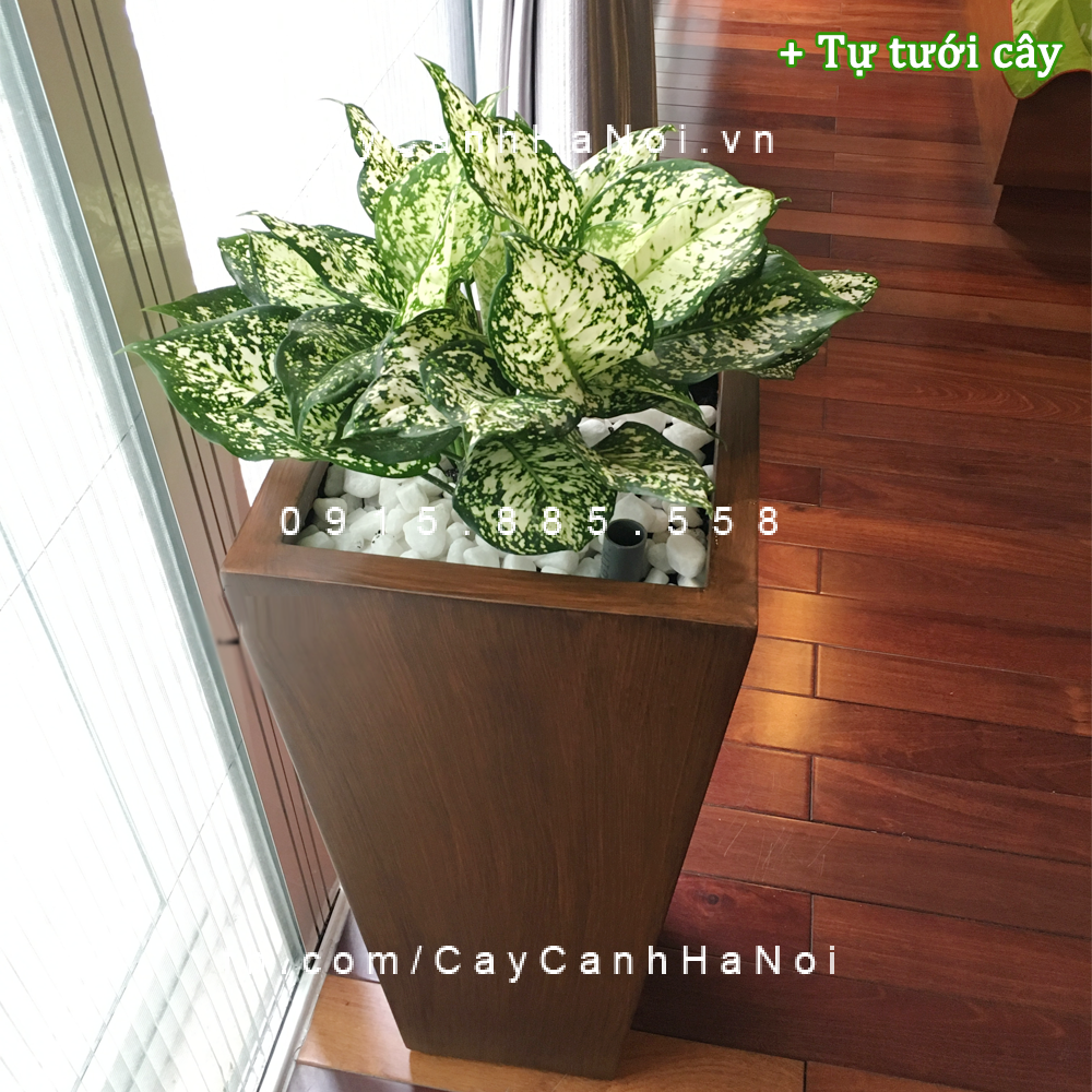 chau_composite_trong_cay_thong_minh_cao_cap_1014s_van_go4