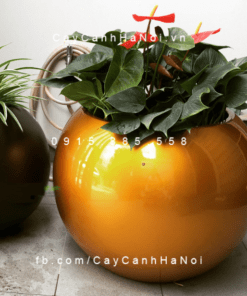 Chậu Composite Anber trồng cây cao cấp | 1091 (Vàng gold bóng)