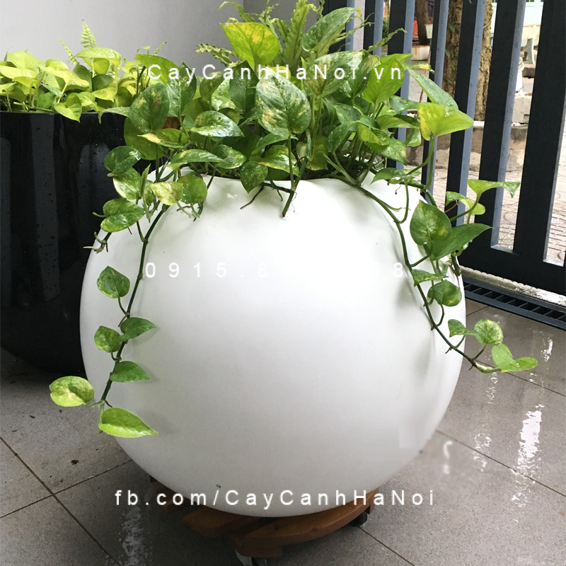 chau_composite_trong_cay_cao_cap_anber_se8889_trang_mo_3
