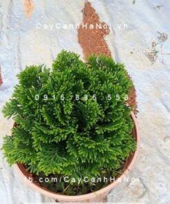 cây tùng bồng lai 4
