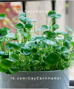 Cỏ đồng tiền