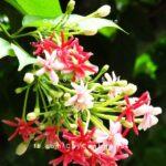 hoa sử quân tử hoa giun 1