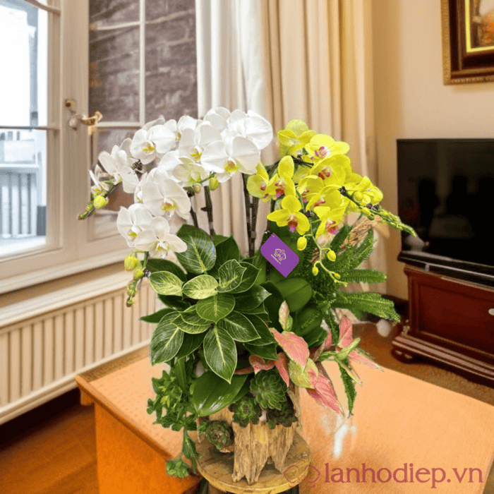 Hoa lan hồ điệp trắng vàng để bàn tiếp khách thu hút vượng khí