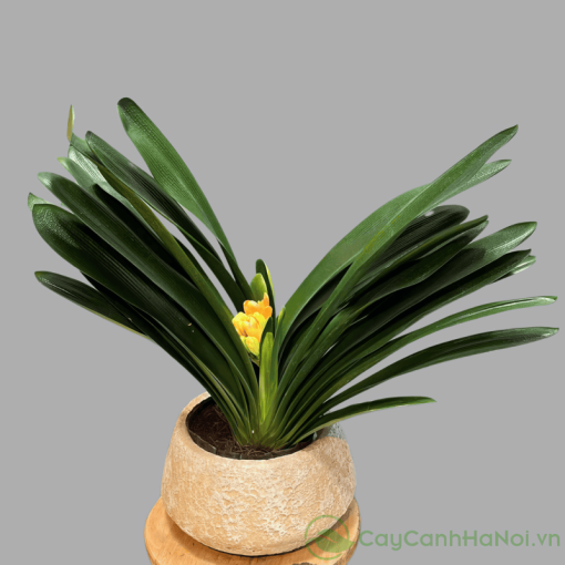 Từ tháng 10, đặt cây nơi có nắng sáng 2-3 giờ để tích lũy dinh dưỡng ra hoa