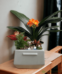 Hoa Lan Quân Tử nở thành từng chùm rực rỡ là biểu tượng của phú quý