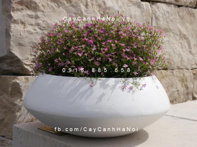 Chậu hoa composite iPot tròn sang trọng| IP-00061