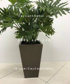 Chậu composite iPot vát đáy cao cấp| IP-00071