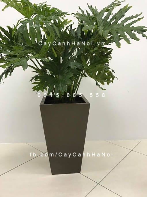 Chậu composite iPot vát đáy cao cấp| IP-00071