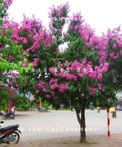 Cây bằng lăng hoa tím