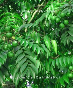 Cây Sấu