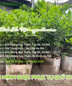 Cây Cảnh Hà Nội bán cây nguyệt quế đẹp