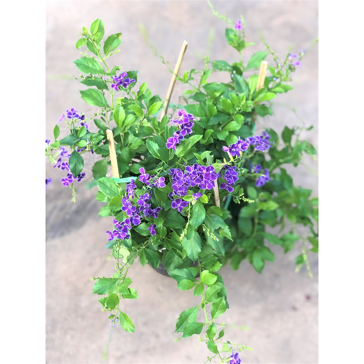 Cây Chuỗi Ngọc Thái Hoa Tím đẹp Cây Chuỗi Ngọc Thái Hoa Tím đẹp