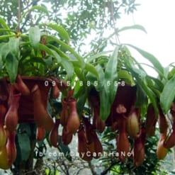 Cây nắp ấm