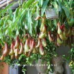 Cây nắp ấm