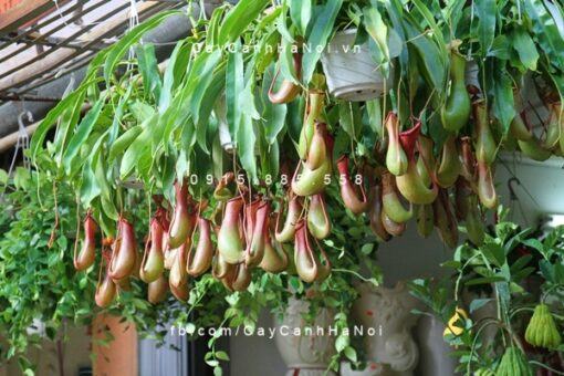 Cây nắp ấm