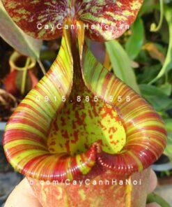 Cây nắp ấm