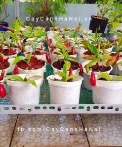 Cây nắp ấm
