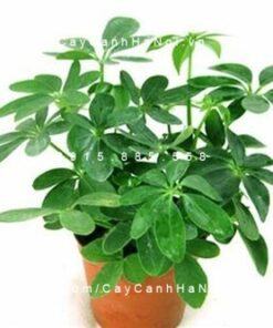 Cây cho người tuổi Dần