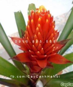 Cây cho người tuổi Sửu
