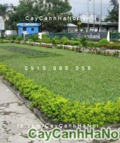 Cây chuỗi ngọc