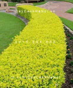 Cây chuỗi ngọc thái vàng