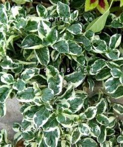 Cây cẩm thạch