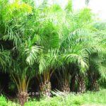 Cây cọ dầu