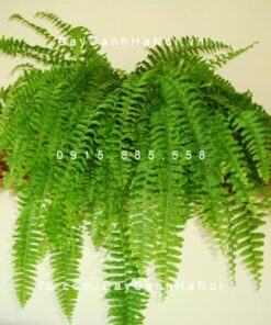 cây dương xỉ giỏ treo