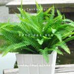Cây dương xỉ đuôi phụng