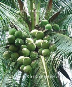 Cây dừa ngoại thất