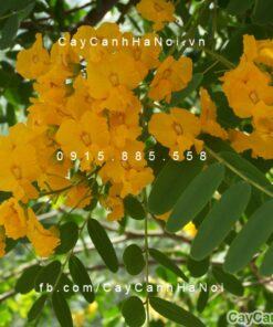Đặc điểm và công dụng của cây giáng hương cho bóng mát