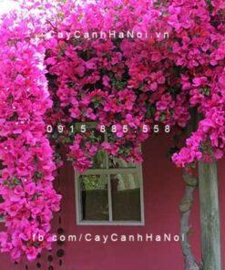 Hoa giấy: Tìm hiểu đặc điểm, ý nghĩa, cách trồng và chăm sóc đúng