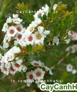 Cây hoa kim đào nương Calycina