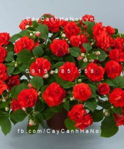 Hoa ngọc thảo - Loại hoa rực rỡ dễ trồng cho mọi không gian