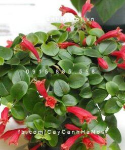 Cây Hoa Son Môi Chậu Treo
