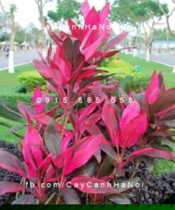 Đặc điểm cây phất dụ