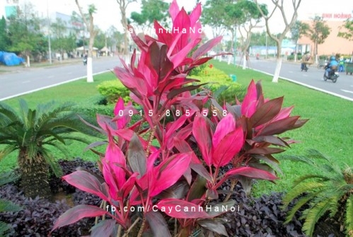 Đặc điểm cây phất dụ