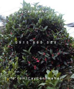 Cây hải đường