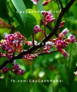 Cây Khế: Đặc Điểm, Ý Nghĩa, Cách Trồng Chăm Sóc Hiệu Quả
