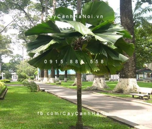 Cây kè bóng
