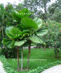Cây kè nhật