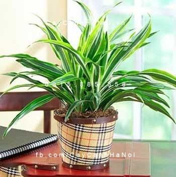 Cây lan chi để bàn